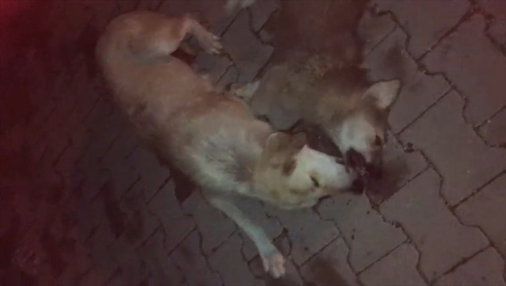 Ölen Yavrusunun Başından Ayrılamadı