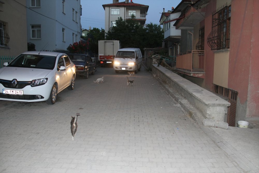 Her Gün İş Dönüşü Onları Besliyor