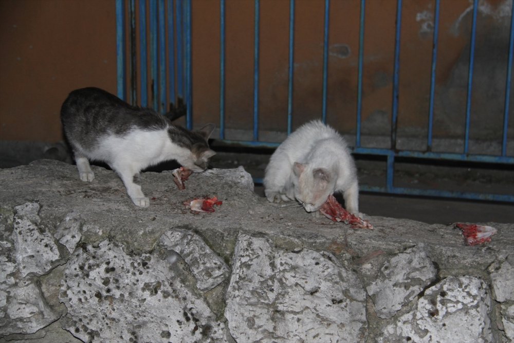 Her Gün İş Dönüşü Onları Besliyor