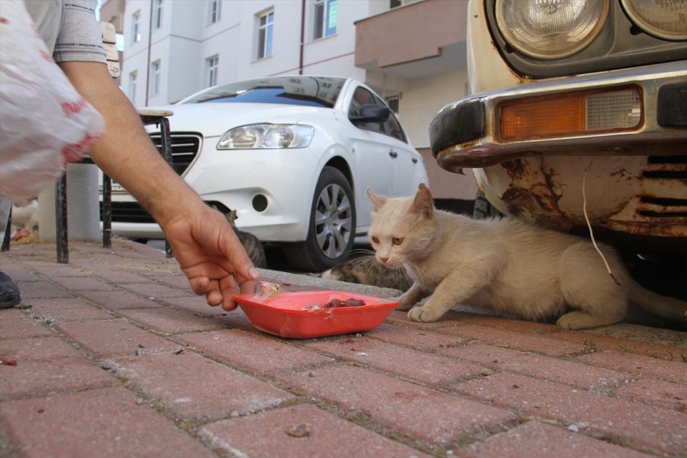 Her Gün İş Dönüşü Onları Besliyor