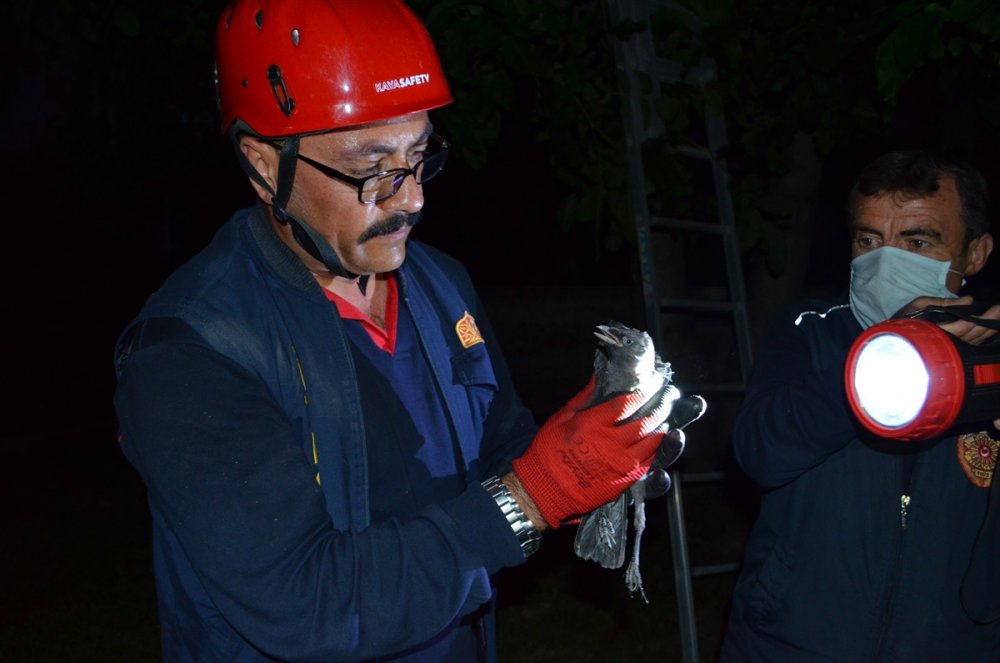 Ağaçta asılı kalan yavru kargayı itfaiye kurtardı
