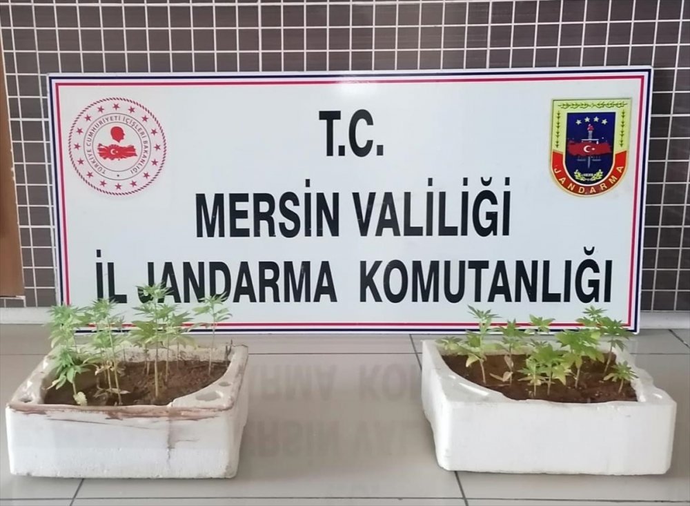 Mersin'de 26 Kök Hint Keneviri Ele Geçirildi