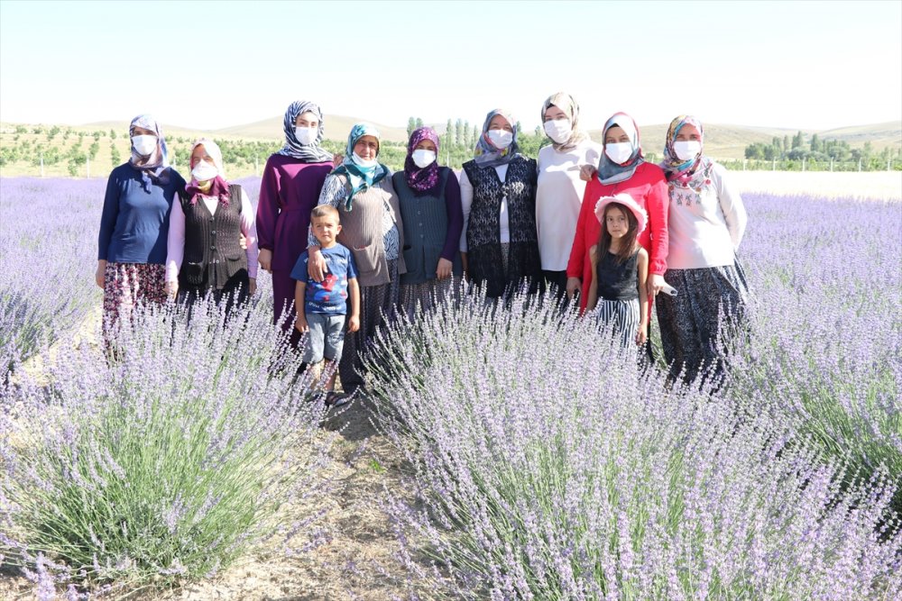 Niğde'de Lavanta Üretim Alanı Yaygınlaşacak