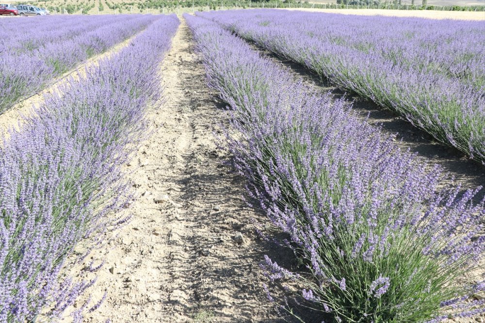 Niğde'de Lavanta Üretim Alanı Yaygınlaşacak