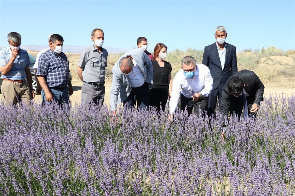 Niğde'de Lavanta Üretim Alanı Yaygınlaşacak