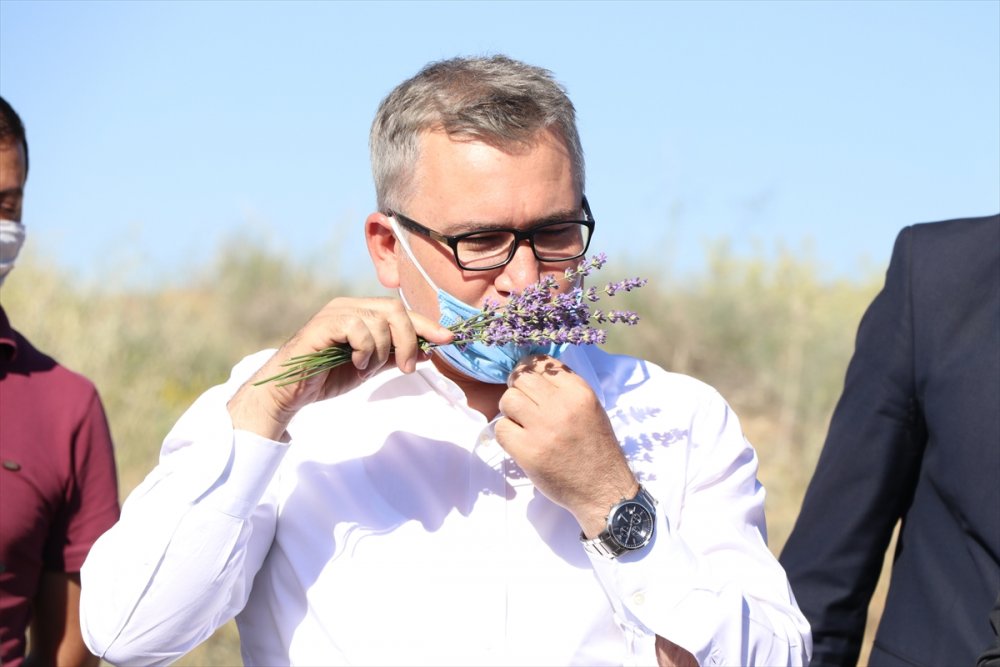 Niğde'de Lavanta Üretim Alanı Yaygınlaşacak