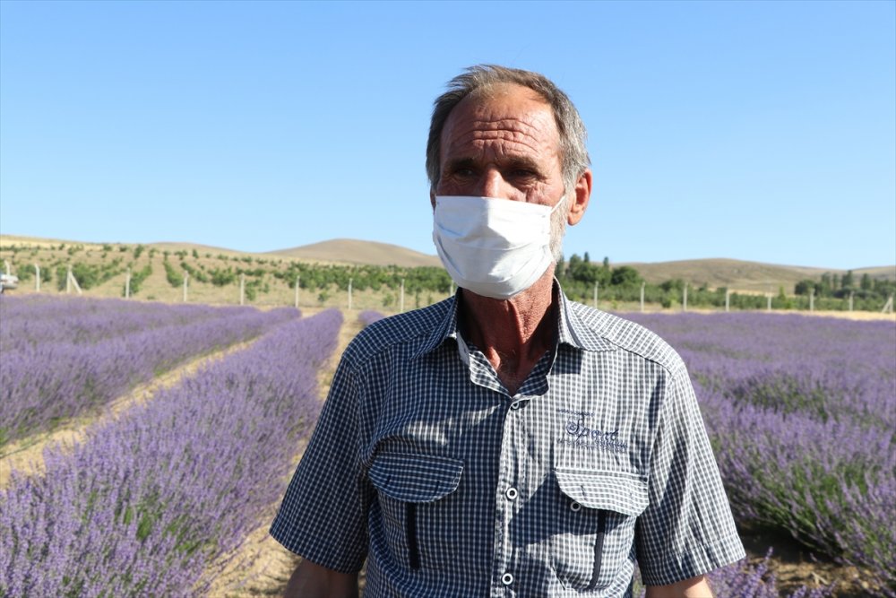 Niğde'de Lavanta Üretim Alanı Yaygınlaşacak