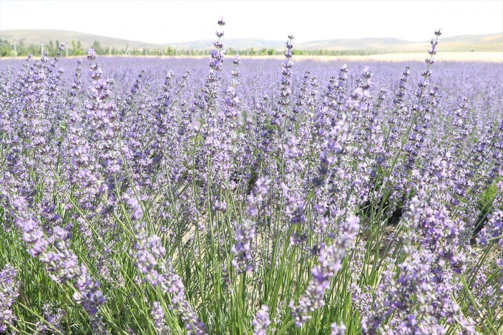 Niğde'de Lavanta Üretim Alanı Yaygınlaşacak
