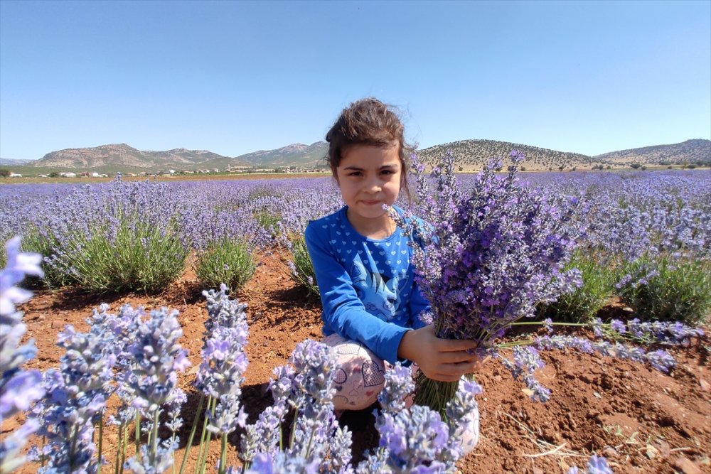 Konya'da Erken Dönem Lavanta Hasadı Başladı