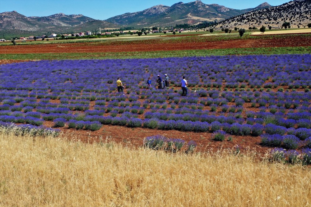 Konya'da Erken Dönem Lavanta Hasadı Başladı