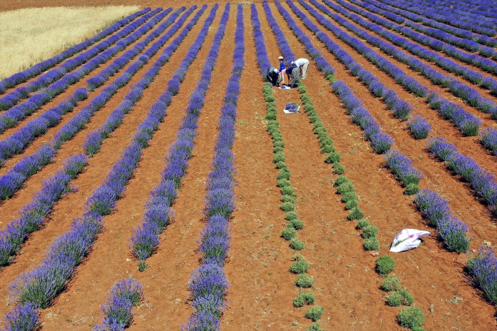 Konya'da Erken Dönem Lavanta Hasadı Başladı