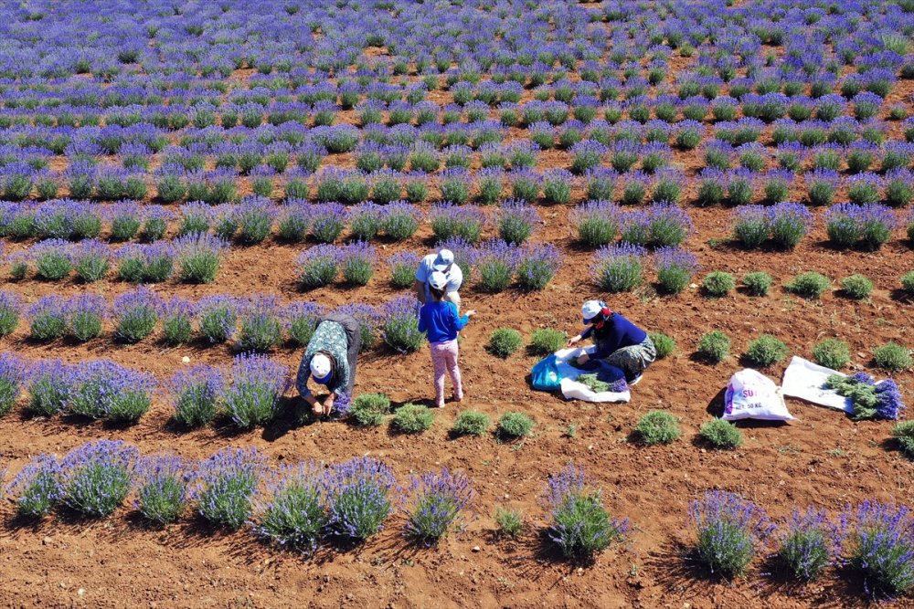 Konya'da Erken Dönem Lavanta Hasadı Başladı
