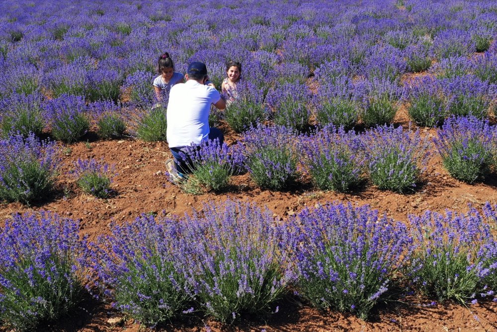 Konya'da Erken Dönem Lavanta Hasadı Başladı