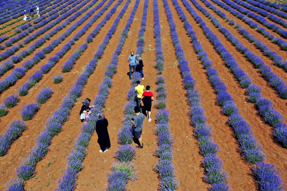 Konya'da Erken Dönem Lavanta Hasadı Başladı