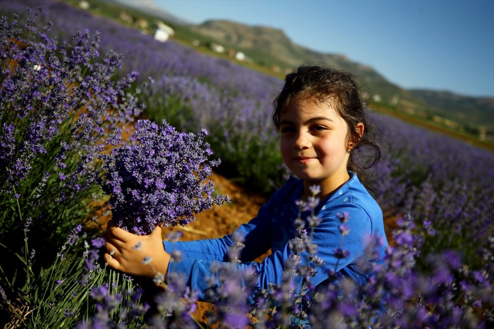 Konya'da Erken Dönem Lavanta Hasadı Başladı