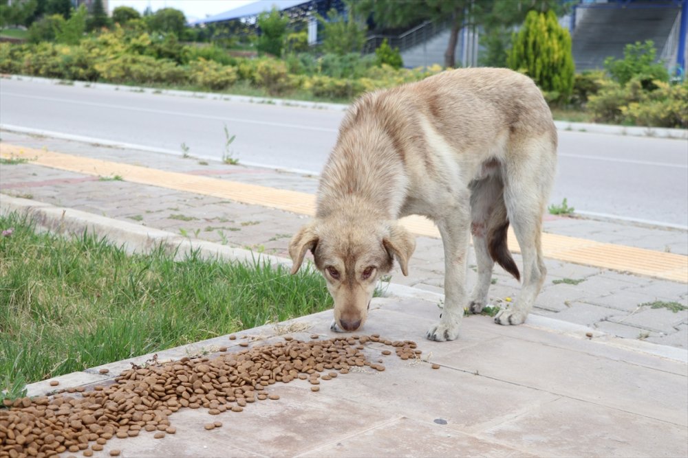 Hayvansever Gençten Sokak Hayvanlarına Mama Desteği