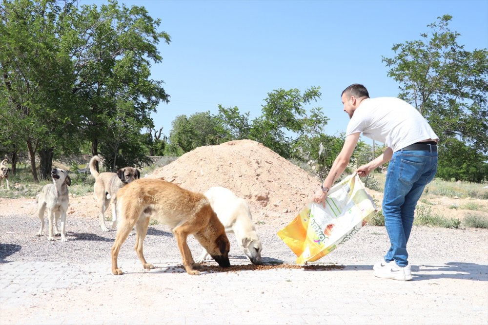 Hayvansever Gençten Sokak Hayvanlarına Mama Desteği