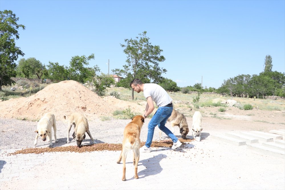 Hayvansever Gençten Sokak Hayvanlarına Mama Desteği