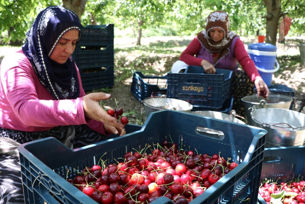 Bolkarlar'da Üretilen Kirazlar 12 Ülkeye İhraç Ediliyor