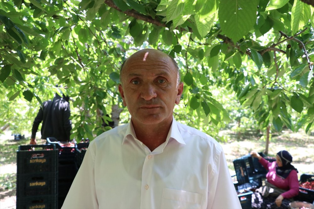 Bolkarlar'da Üretilen Kirazlar 12 Ülkeye İhraç Ediliyor
