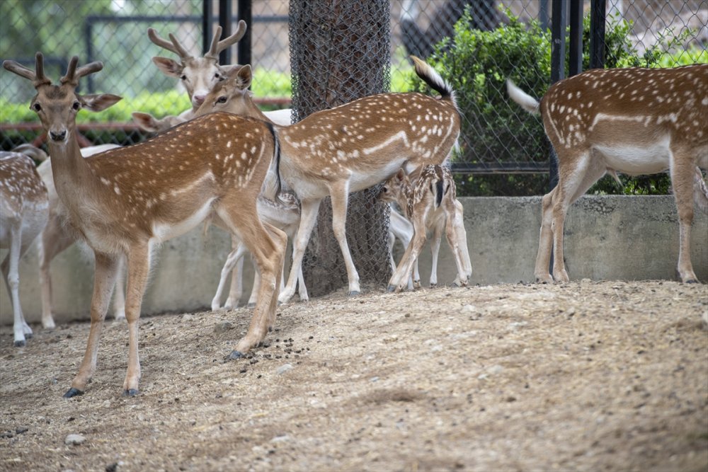Tarsus Doğa Parkı’nın Sevimli Misafirleri