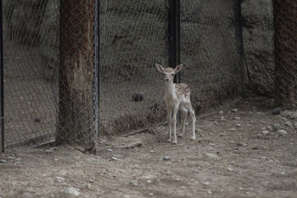 Tarsus Doğa Parkı’nın Sevimli Misafirleri