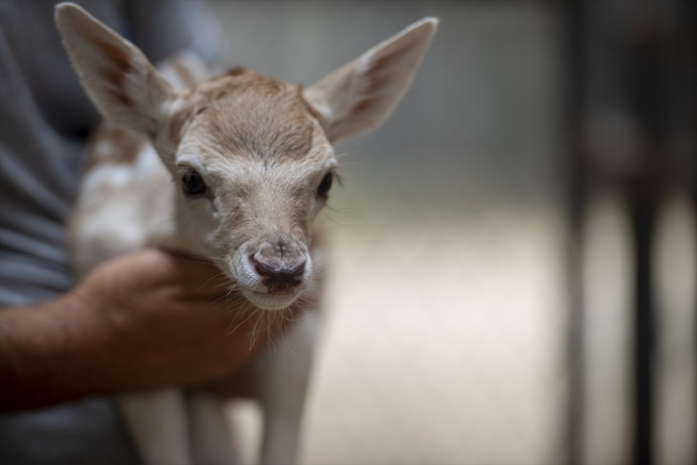 Tarsus Doğa Parkı’nın Sevimli Misafirleri
