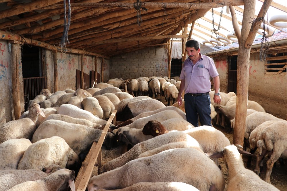 Karaman'da Kurban Hareketliliği Başlıyor
