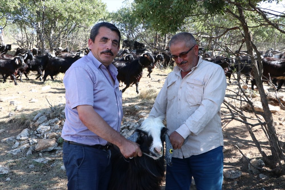 Karaman'da Kurban Hareketliliği Başlıyor