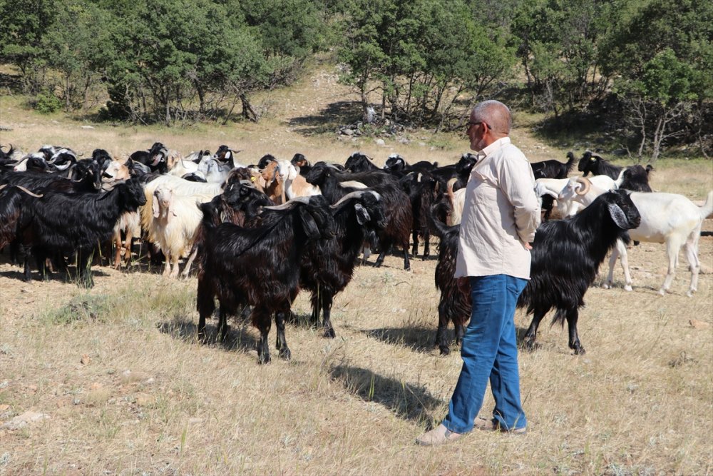 Karaman'da Kurban Hareketliliği Başlıyor