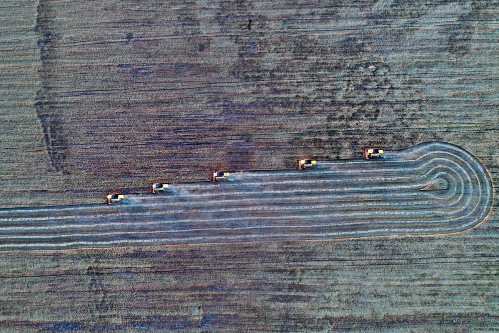 Türkiye'nin Tahıl Ambarında Hububat Hasadı Yüzleri Güldürüyor