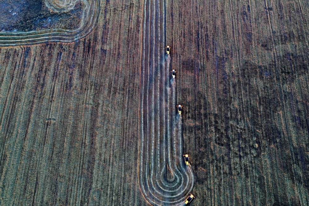 Türkiye'nin Tahıl Ambarında Hububat Hasadı Yüzleri Güldürüyor