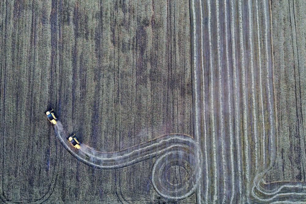 Türkiye'nin Tahıl Ambarında Hububat Hasadı Yüzleri Güldürüyor