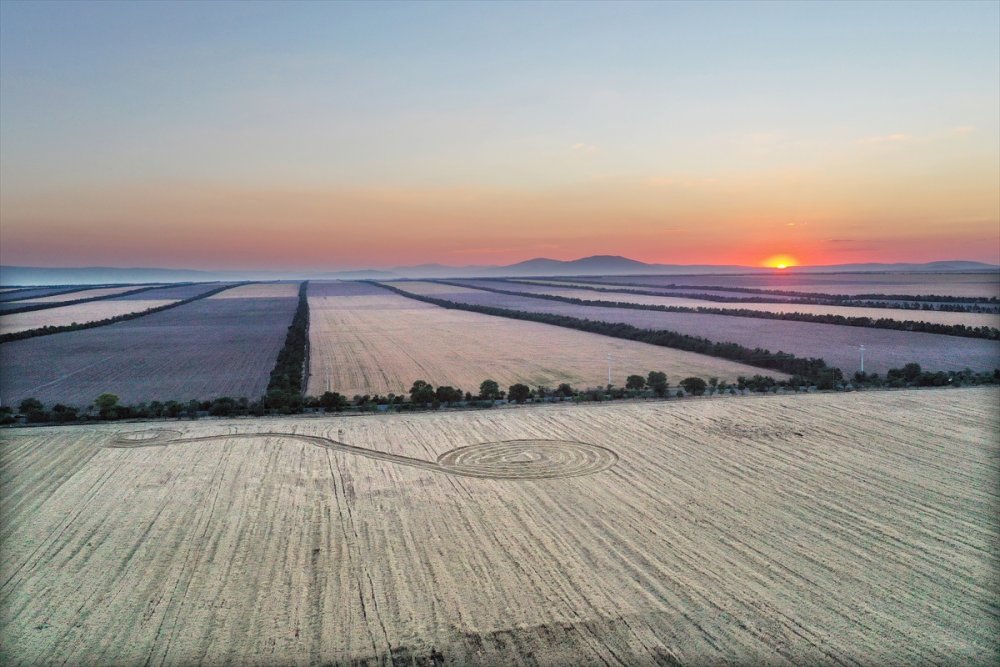 Türkiye'nin Tahıl Ambarında Hububat Hasadı Yüzleri Güldürüyor