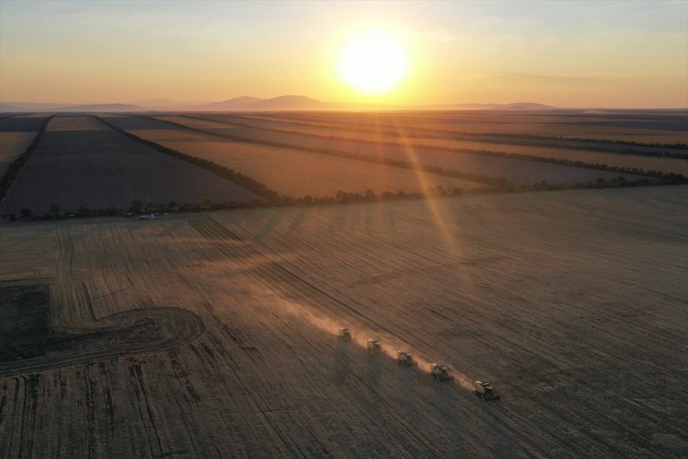 Türkiye'nin Tahıl Ambarında Hububat Hasadı Yüzleri Güldürüyor