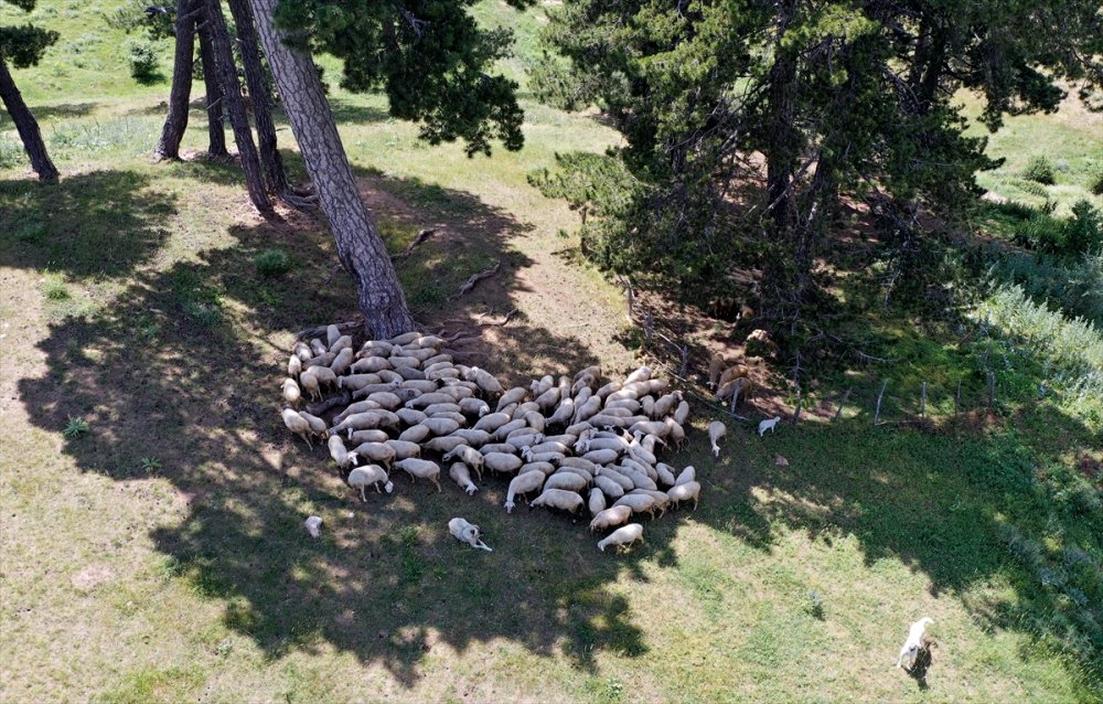 Konya'da Alternatif Tatil Planları Yaylalar