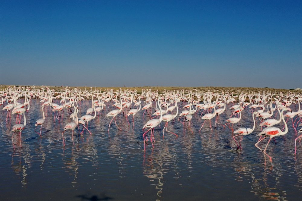 Flamingoların Yaşam Cenneti: Tuz Gölü