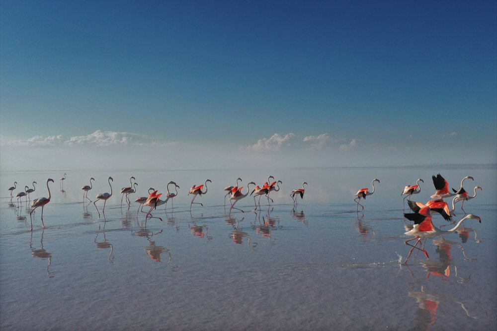 Flamingoların Yaşam Cenneti: Tuz Gölü