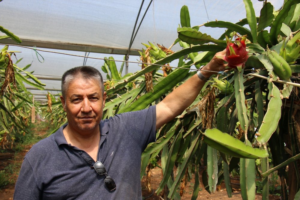 Mersin'de Emekli Öğretmenin Ejder Meyvesi Merakı Kazanca Dönüştü