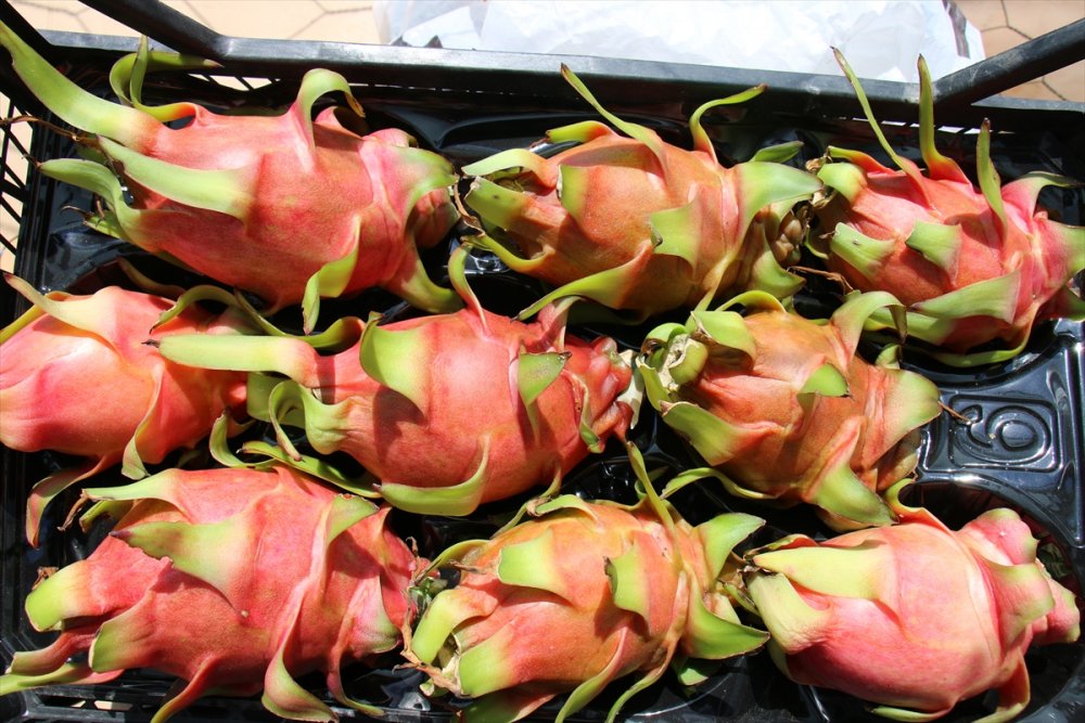 Mersin'de Emekli Öğretmenin Ejder Meyvesi Merakı Kazanca Dönüştü