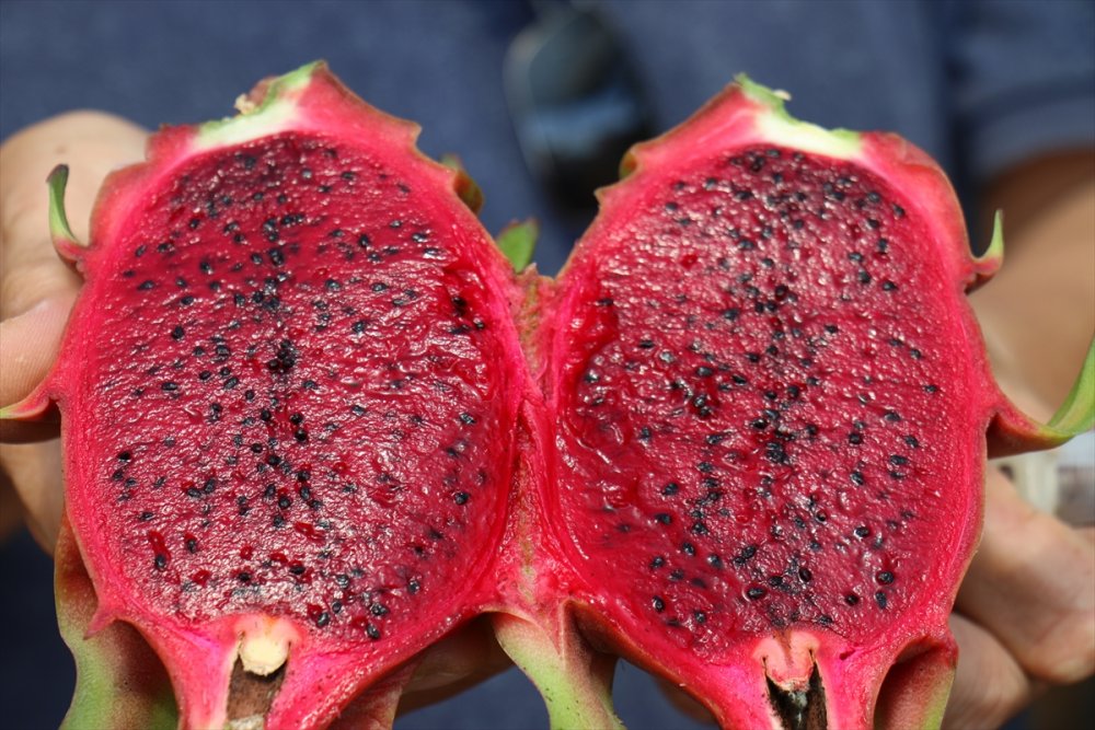 Mersin'de Emekli Öğretmenin Ejder Meyvesi Merakı Kazanca Dönüştü