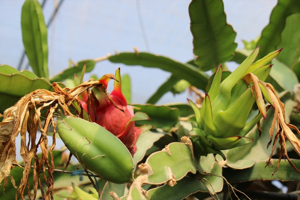 Mersin'de Emekli Öğretmenin Ejder Meyvesi Merakı Kazanca Dönüştü