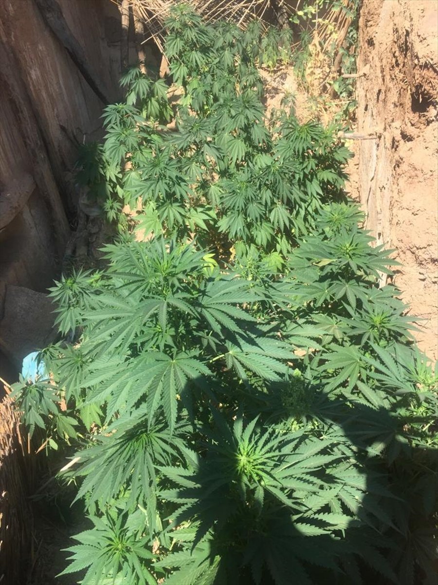 Niğde'de Uyuşturucu Operasyonu: 1 Gözaltı