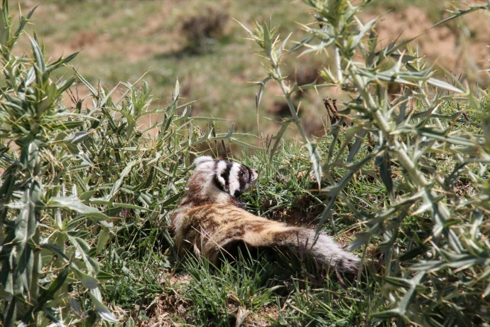 Aksaray'da Nesli Tükenme Tehlikesi Altındaki Alacasansar Görüldü