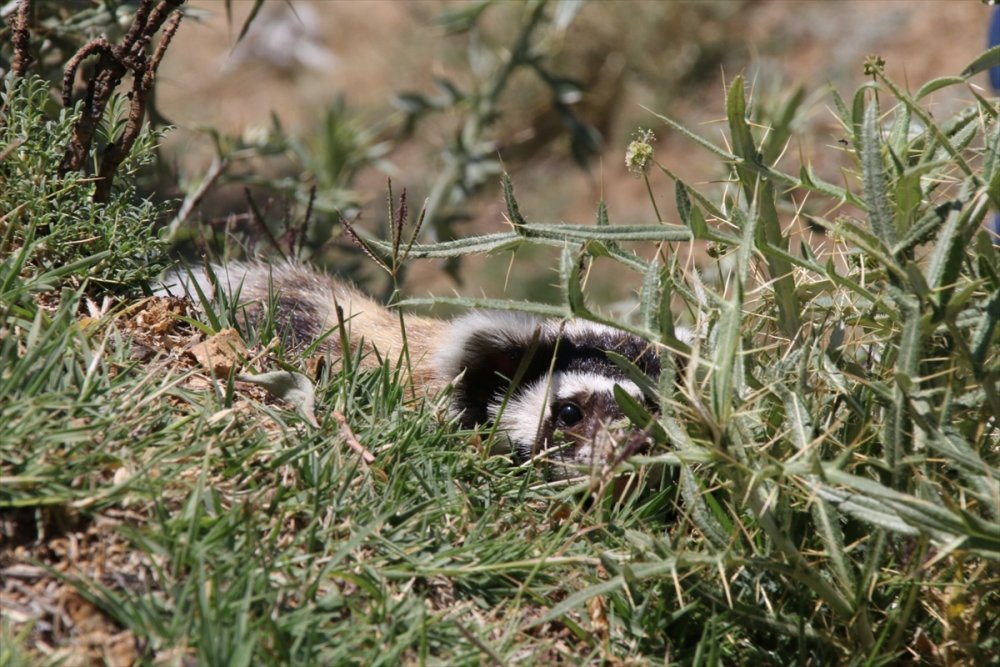 Aksaray'da Nesli Tükenme Tehlikesi Altındaki Alacasansar Görüldü