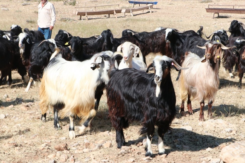 Kurban Bayramı Öncesi 