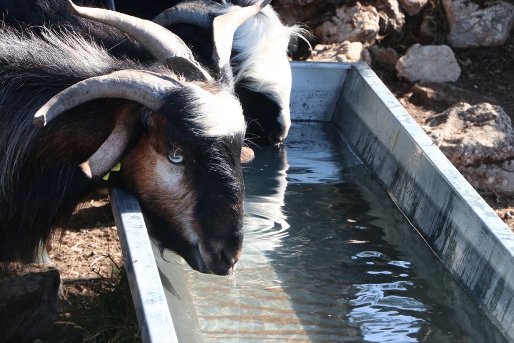 Kurban Bayramı Öncesi 