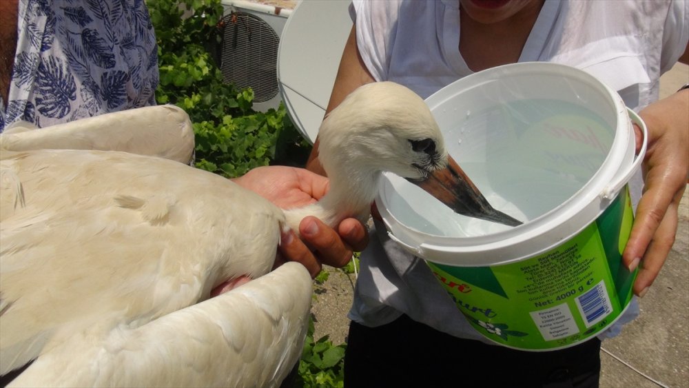 Mersin'de Uçamayan Leylek Yavrusu Tedavi Edildi