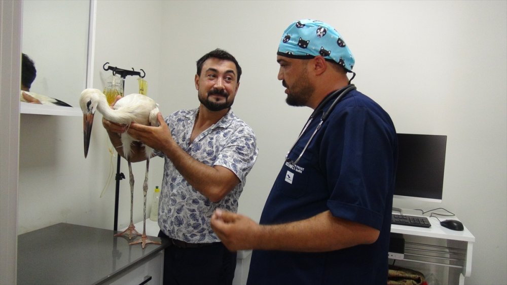Mersin'de Uçamayan Leylek Yavrusu Tedavi Edildi
