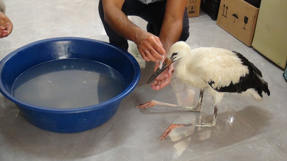 Mersin'de Uçamayan Leylek Yavrusu Tedavi Edildi